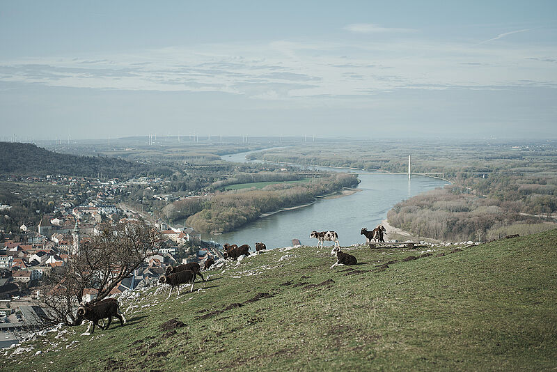 Blick vom Braunsberg über den Nationalpark ©Andreas Jakwerth