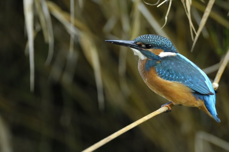 Eisvogel ©ÖBf-Archiv/Kovacs