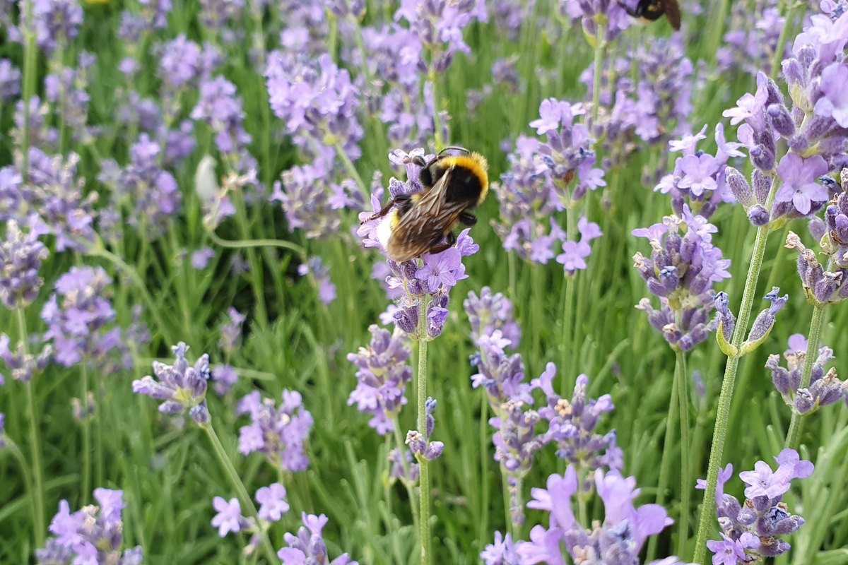 Hummel ©ÖBf-Archiv/Drinka Hummel ©ÖBf-Archiv/Drinka