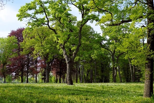 Tulpenwiese im Schlosspark Eckartsau ©ÖBf-Archiv/Haiden
