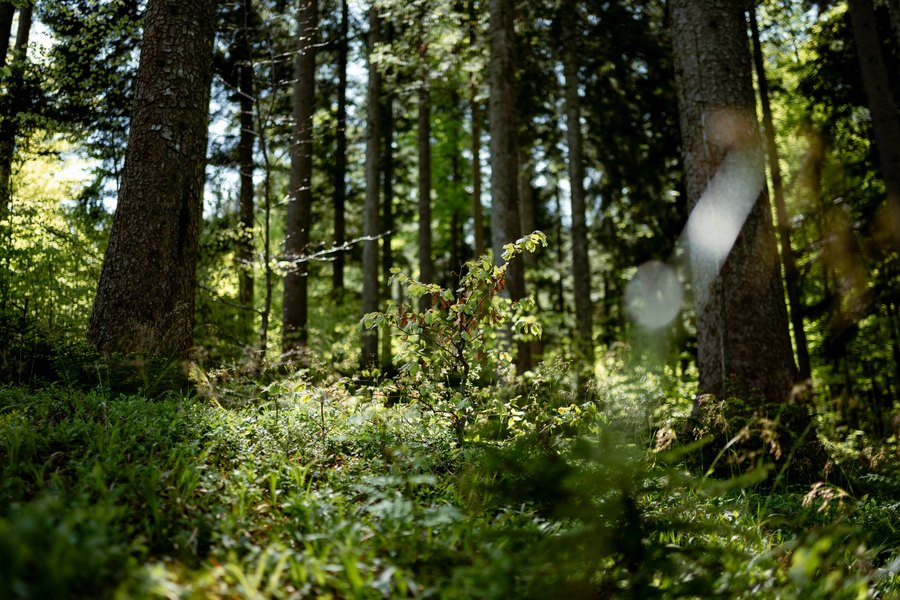 Mischwald im Forstrevier Faisentau in Salzburg (c)oebf/roast media Mischwald im Forstrevier Faisentau in Salzburg (c)oebf/roast media