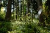 Mischwald im Forstrevier Faisentau in Salzburg (c)oebf/roast media Mischwald im Forstrevier Faisentau in Salzburg (c)oebf/roast media