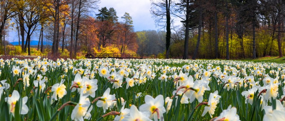 Nazissen-Meer im Schlosspark Eckartsau (c)oebf/p.turansky Nazissen-Meer im Schlosspark Eckartsau (c)oebf/p.turansky