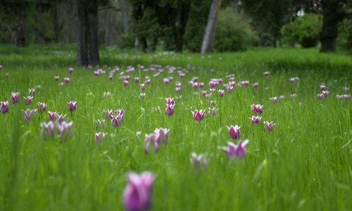 Frühlingspracht - Tulpen im hohen Gras