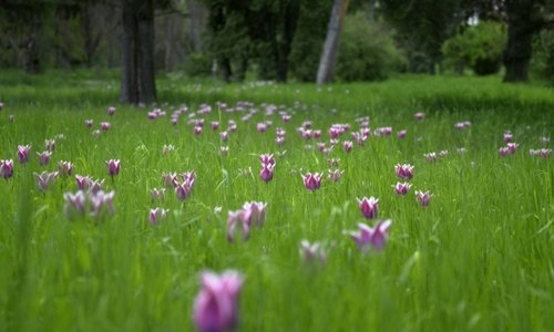 Tulpenwiese (c) Bundesforste/Haiden Frühlingspracht - Tulpen im hohen Gras