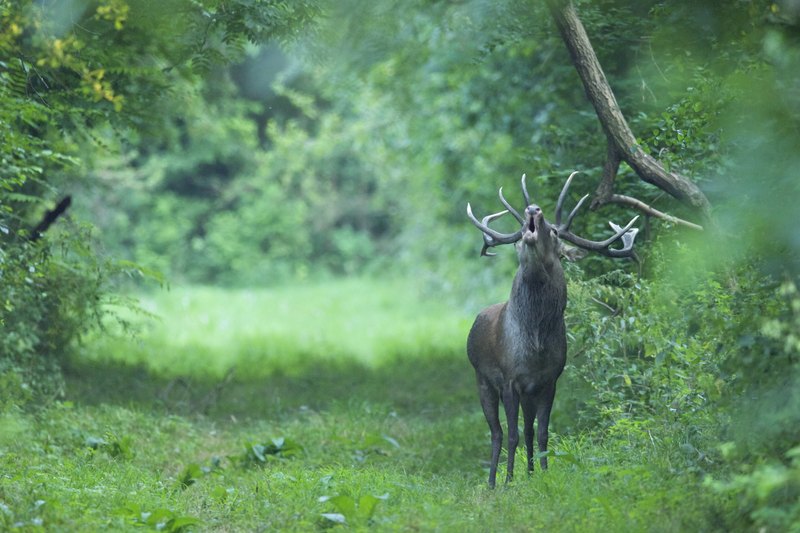 Rothirsch (c)oebf/f.kovacs