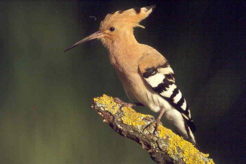 Wiedehopf (c)oebf/f.kovacs