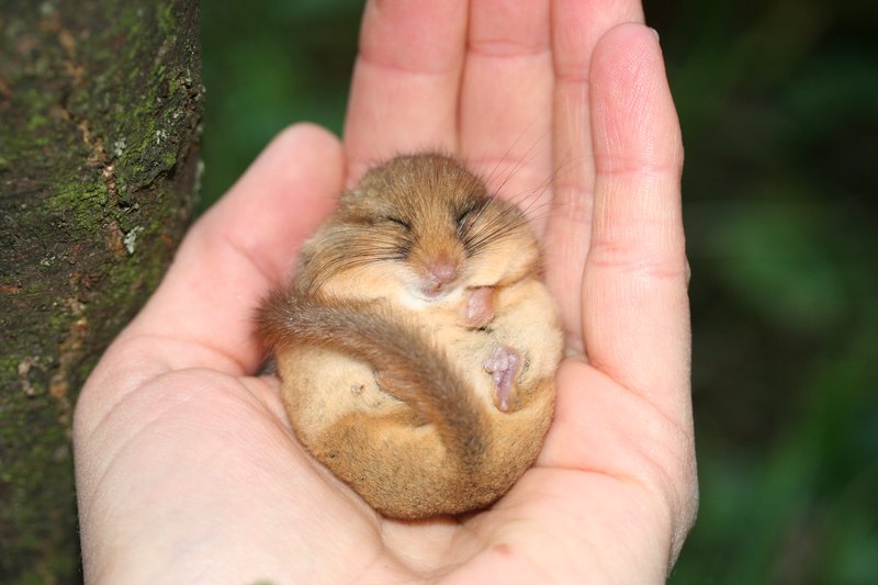 Haselmaus (c)oebf/b.rotter