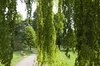Schlosspark mit Weg und herabhängenden Zweigen