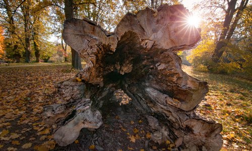 Schwarzpappel (c) Bundesforste/Turanský Schwarzpappel im Schlosspark - Landart & Klettergerüst