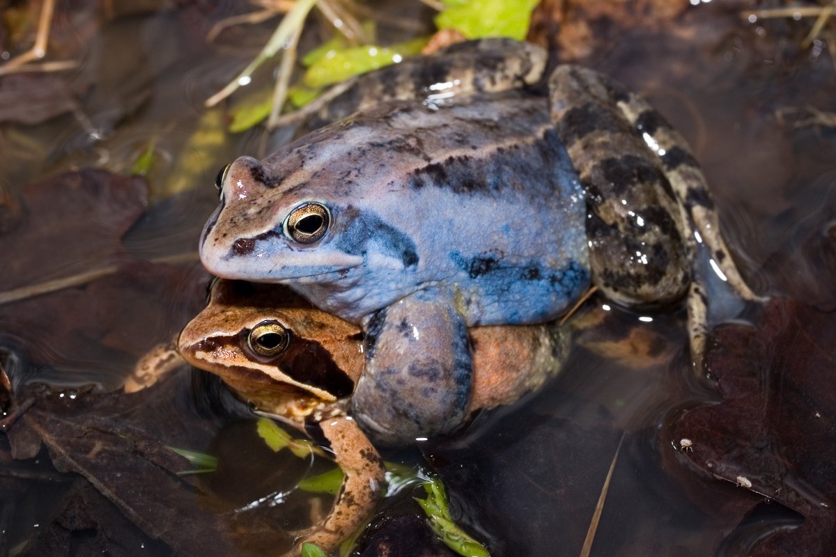 Moorfrosch ©ÖBf-Archiv Moorfrosch ©ÖBf-Archiv